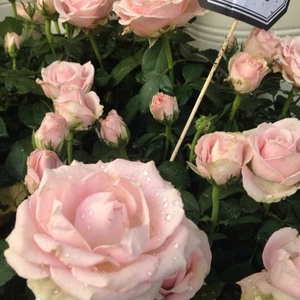 鲁鲁美女裸体艺术照
